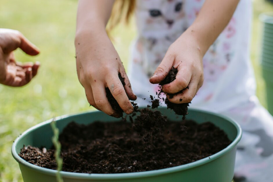 Home Rhs Campaign For School Gardening Home Rhs Campaign For School Gardening